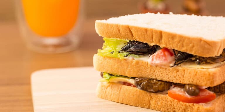 Unlocking Consumer Acceptance: The Power of Sensory Analysis in Insect-Based Food Innovation, Blog, SenseTest