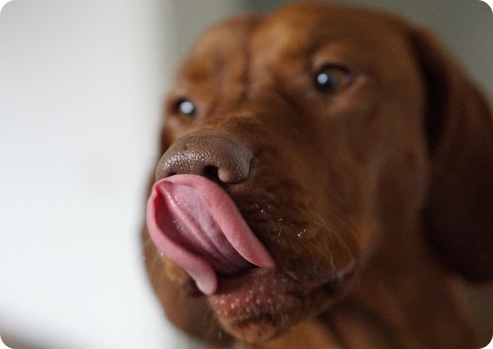 Aroma Matters: Why Your Pets Care About Smell More Than Taste, Blog, SenseTest