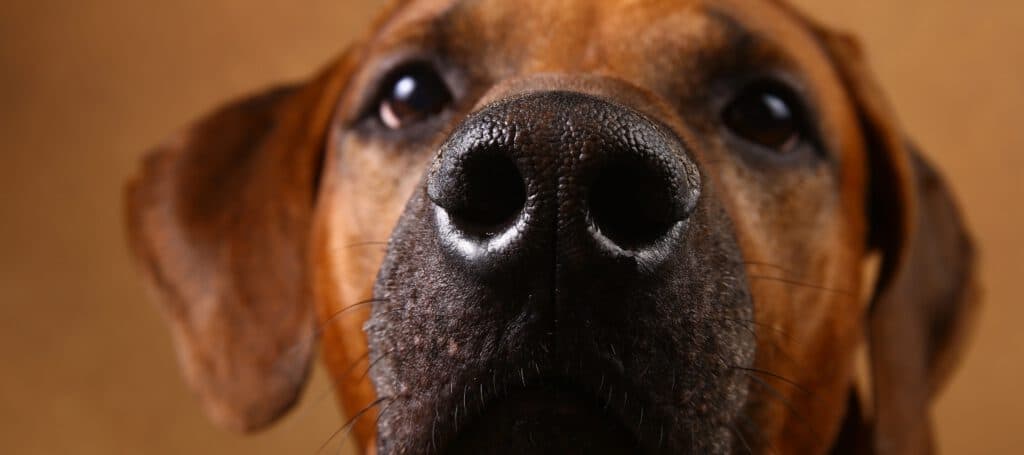 Aroma Matters: Why Your Pets Care About Smell More Than Taste, Blog, SenseTest